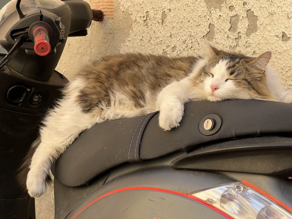 Praxisurlaub